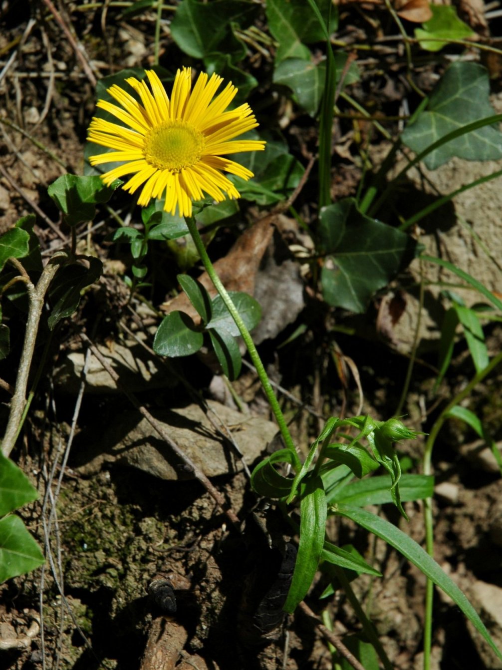 Asteracea da determinare - Buphthalmum cfr. salicifolium